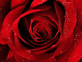 Plants, Flowers, Roses HD wallpaper