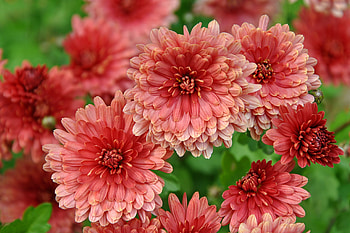 Chrysanthemum, Flowers, Nature, Crimson red, Petals HD wallpaper