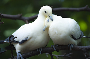 White Doves, animal, white, bird, dove HD wallpaper