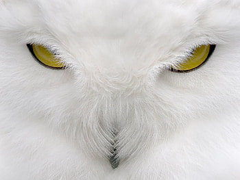 Birds_Eyes_of_the_Predator, white, birds, animals, eyes, aol, predator HD wallpaper