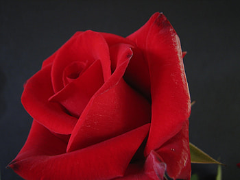 Flower, Macro, Bud HD wallpaper