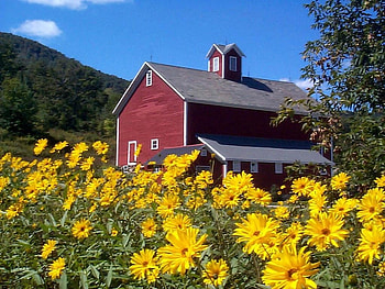 barn surrounded by flowers, barn, flowers, surrounded, yellow HD wallpaper