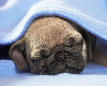 Sleeping Pug, dog, animal, pet, sleeping HD wallpaper