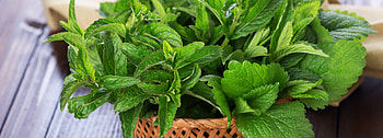 Lemon Balm facts, Melissa officinalis, Herbal tea, Twinings brand HD wallpaper