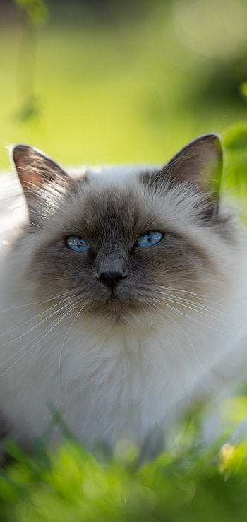 Animal, Cat, Balinese Cat HD phone wallpaper