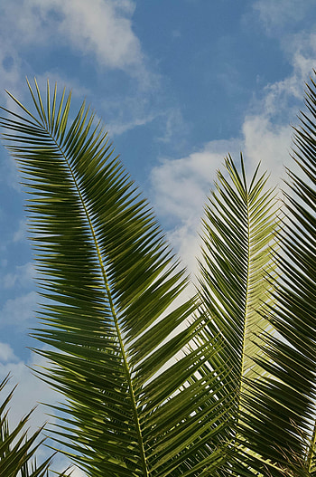 Nature, Sky, Leaves, Clouds, Palm, Branches HD phone wallpaper