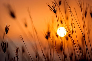 Silhouetted grass against a stunning orange sunset in a rural landscape. HD wallpaper