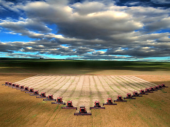 tractors in the wheat field, sky, wheat, field, tractors HD wallpaper