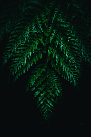Leaves, Plant, Macro, Dark, Fern, Branches HD phone wallpaper