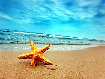 Starfish, sea-shell, graphy, magical HD wallpaper