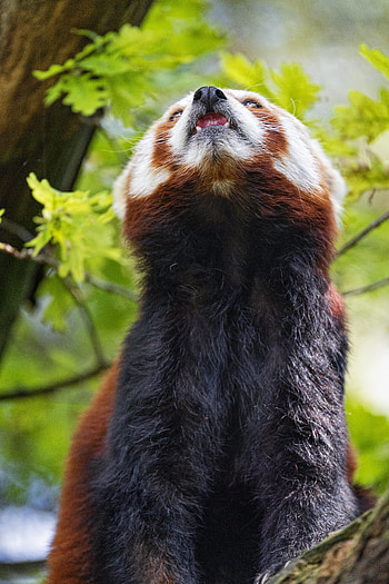 Animals, Fluffy, Animal, Protruding Tongue, Tongue Stuck Out, Panda, Red Panda HD phone wallpaper