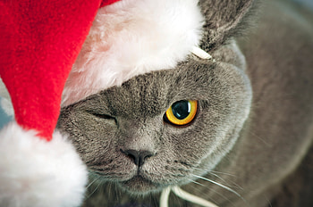 Ho, ho, ho! Merry Christmas!, animal, craciun, cat, pisica, christmas, red, face, eye, santa, hat HD wallpaper