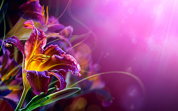 Plants, Flowers HD wallpaper