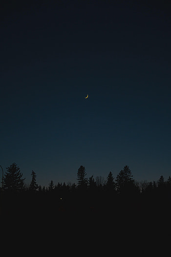 Trees, Night, Moon, Dark, Silhouettes HD phone wallpaper