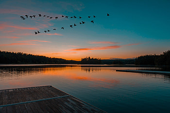 Nature, Birds, Sunset, Horizon, Lake, Flight HD wallpaper