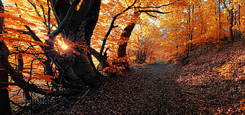 Autumn Forest Path and Golden Foliage, Trees, Fall, Nature, Paths, Forests, Autumn HD wallpaper