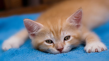 Animals, Kitty, Kitten, Redhead, Sleep, Dream HD wallpaper