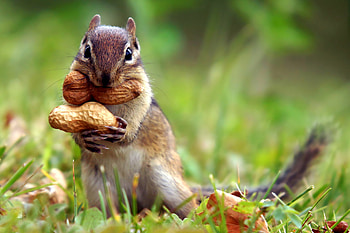 Chipmunk, Animals, , Background HD wallpaper