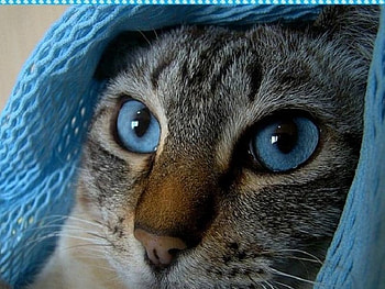 babsi, kitty HD wallpaper