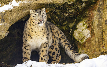 Snow Leopard, animal, cat, leopard HD wallpaper