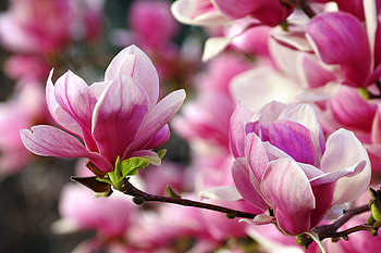 Vibrant magnolias, Delicate petals, Fresh blooms, Natural wonder HD wallpaper