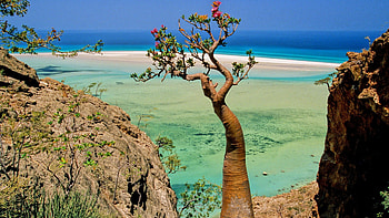 bottle tree, qalansia lagoon in yemen, cliff, lagoon, tree, beach HD wallpaper