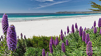Spring Beach Vista of Carmel Beach, California, sea, sand, blossoms, clouds, landscape, flowers, sky, usa HD wallpaper