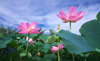 Flowers, Sky, Leaves, Greens, Lotuses HD wallpaper