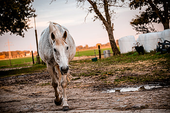Animals, Stroll, Horse, Corral HD wallpaper