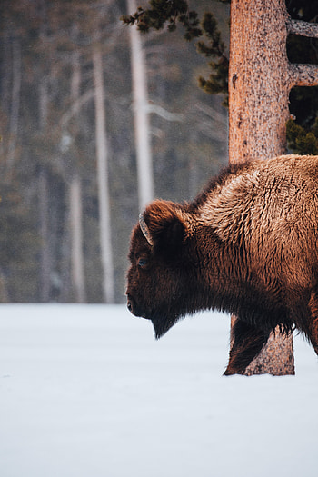 Animals, Snow, Animal, Buffalo HD phone wallpaper