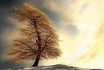 solitude, wind, sky, beautiful, nature, tree HD wallpaper