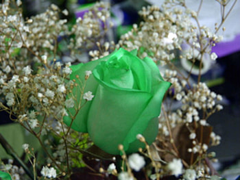 Green Rose, rose, green, flower HD wallpaper