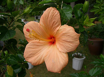 Flowers, Bloom, Flowering, Greens, Pot, Hibiscus HD wallpaper