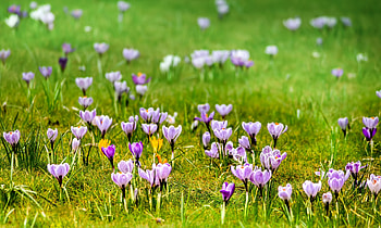 Grass, flowers, meadow, crocus HD wallpaper