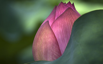 Lotus, nature, flowers, bud, closed HD wallpaper