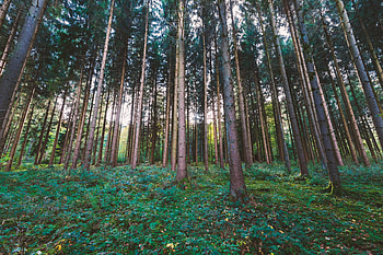 Trees, forest, sunbeams, morning HD wallpaper