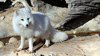 74 , Arctic Fox HD wallpaper