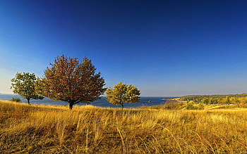 Plants, Landscape, Trees HD wallpaper