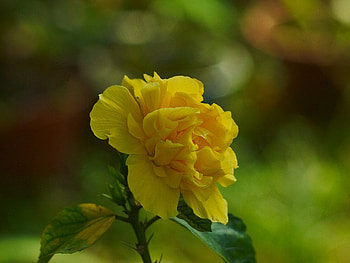 Yellow Rose of Texas, rose, stem, yellow, flower HD wallpaper