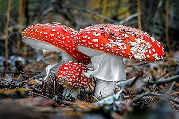 Vibrant Nature: Mushrooms in Forest Glow, nature, mushroom HD wallpaper