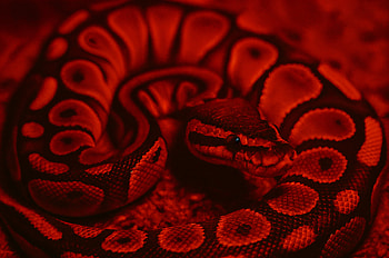 Ball Python : Stunning Red Patterned Beauty, Ball Python, snake, reptile, red lighting HD wallpaper