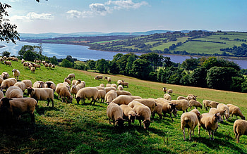 sheep, river, summer, hills, grass HD wallpaper