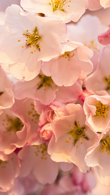 Spring Flowers, Floral Background HD phone wallpaper