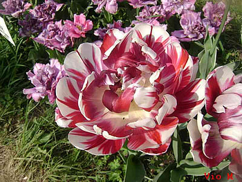 tulips, nature, flowers, colourful, spring HD wallpaper