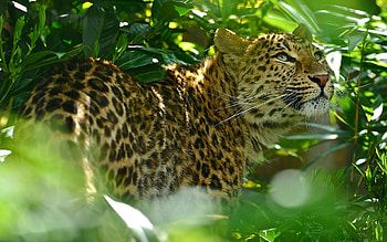 Jungle Animal, Jaguar in the jungle, Striking , Captivating design HD wallpaper