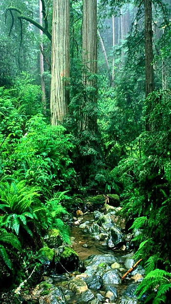 Rainforest wonders, Lush greenery, Ultra , Serene landscapes HD phone wallpaper