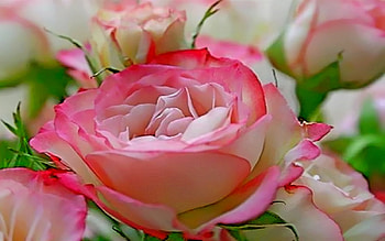 Show-My-Love, pink, white, roses, colors, nature, flowers HD wallpaper