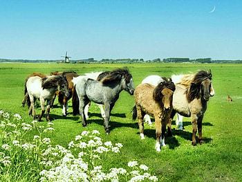 Horses of Iceland, horses, iceland, hardy, grass, small, herd, wild HD wallpaper