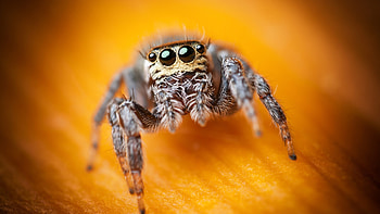 Jumping spider , Macro graphy, Black eyes, Stunning arachnid HD wallpaper