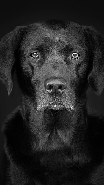 Black Dog, Breed HD phone wallpaper
